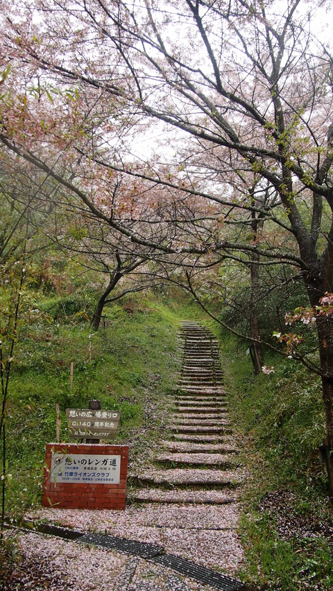 竹原桜1 (25)