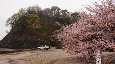 竹原桜1 (38)