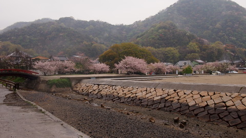 竹原桜1 (49)