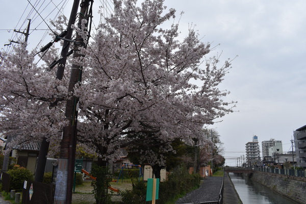 響け!ユーフォニアムラッピングと琵琶湖疏水の桜 (6)