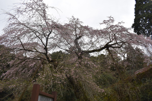 f7db29a6.jpg