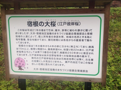 竹原桜2 (40)