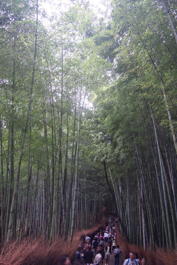 鉄道むすめ巡り2015京旅(4)嵐山散策編編 (20)