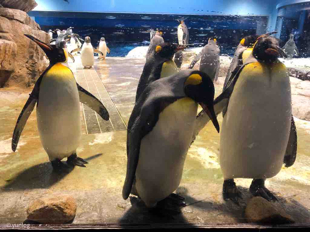 海を飛ぶ 姿が癒す ペンギン村 関門たび 5 海響館 ゆんろぐ