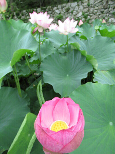 AGZ5Fiqr1GbQ70V1658651458