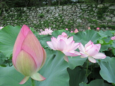 avsm57d1kkj2TXu1658654558