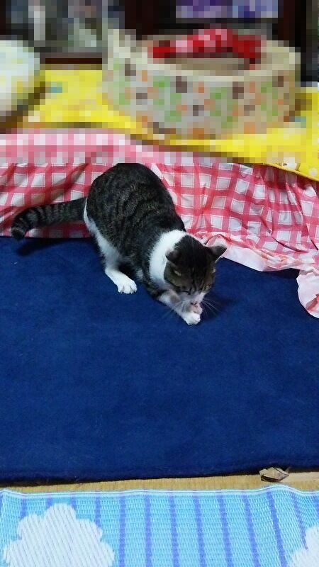 3qTZ0WnwVZmSsNV1692857989_1692858020