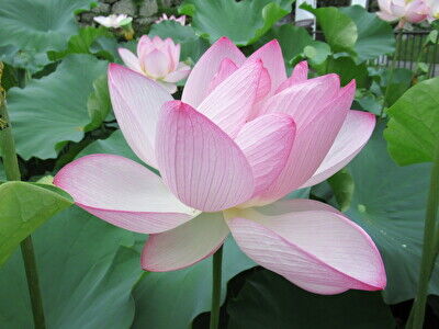 foD7M5D1aR14Kes1658651430