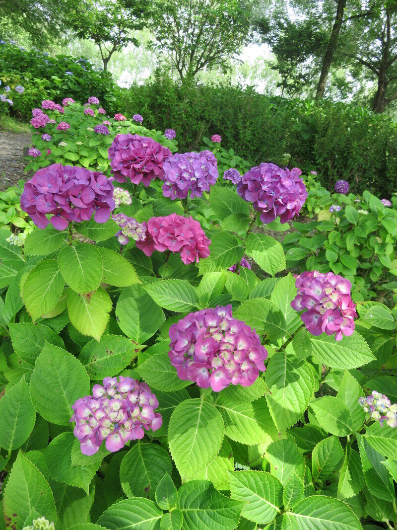 もりやま芦刈園 1 自由気ままに もりやま芦刈園 1 自由気ままに