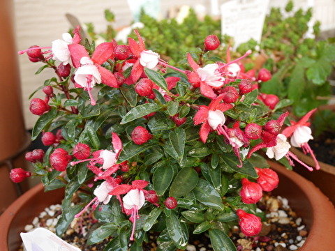 OB8NMSvuJ8fu8HH1588580996