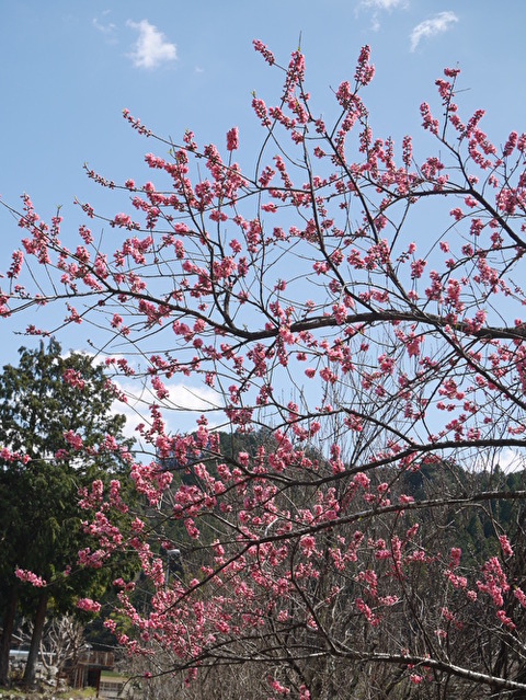 Z4E0DqPlazuJh2a1584691774