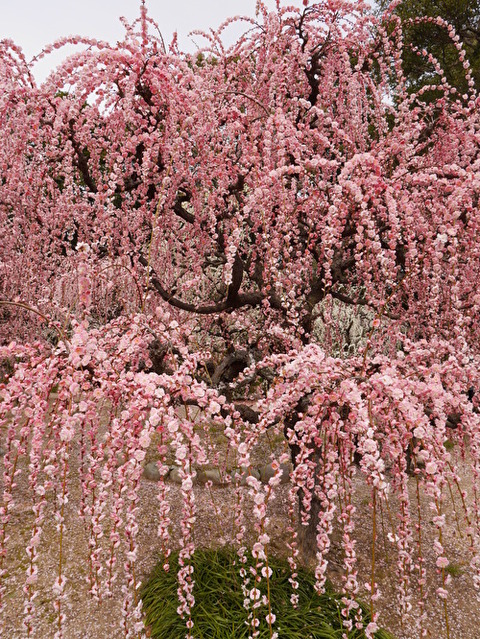 1e1PMqP5h7CH9dU1582326408