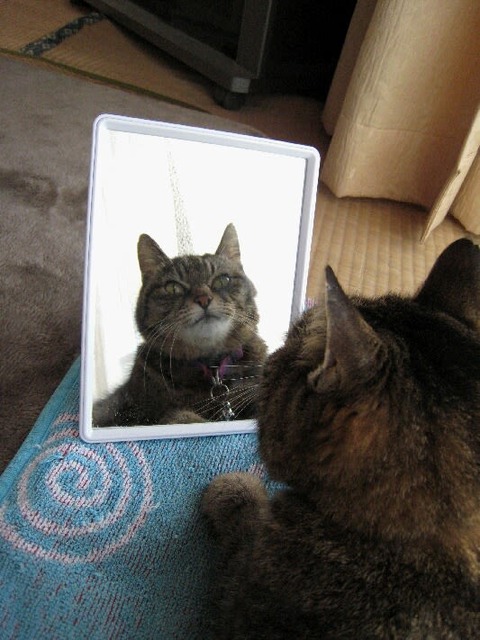 ff0d5c08a658f3db7f94203427e0c38f