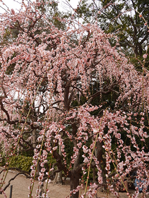 RYRIi0p25L3TeYX1582326774