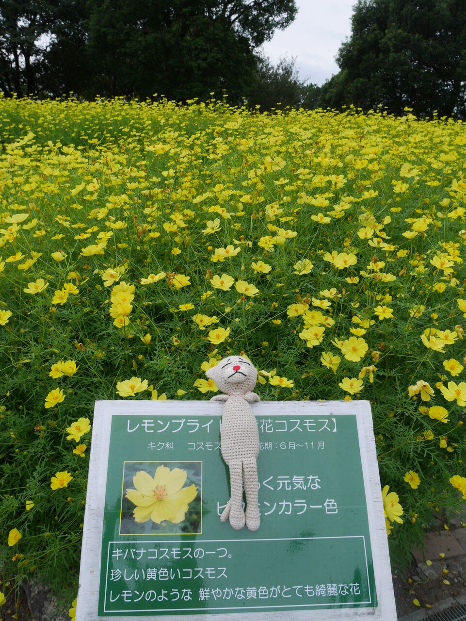 木曽三川公園 黄色コスモス と マールのいい湯だな 自由気ままに