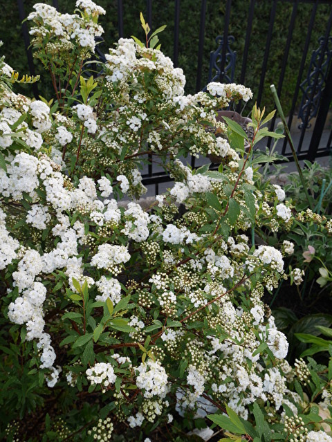 Tp1c75c1OnEFMyC1587621336