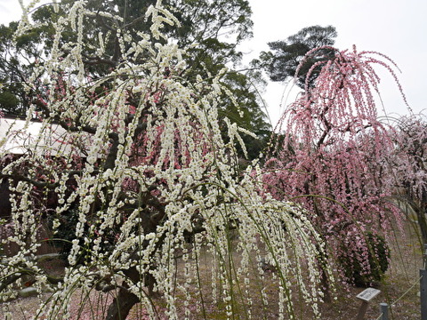 u7JxtL4NKIaLzgg1582326712