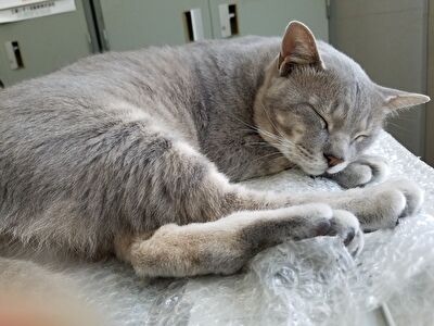 JUsfWPVitPe1MOA1627481837