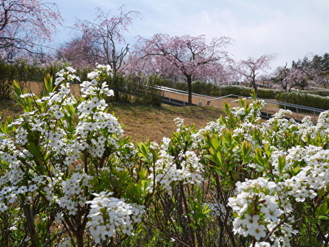 agqF3m9cvNlebBc1587646676