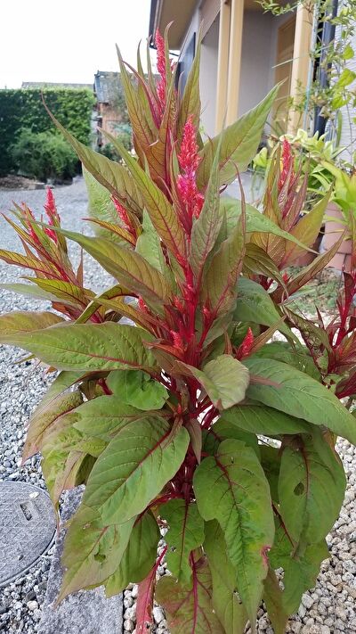 p0LcG8phBMEVnsL1632525432