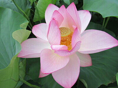 6mIYkXWrRXWg7mW1658651490