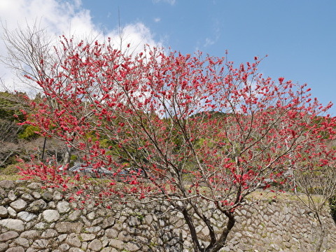 2sTlcZd1zZP51621584692924