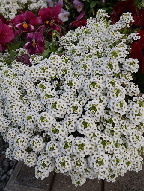 jpYs0lnvVwt9T0M1587645315