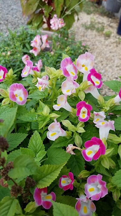 Aix8IzOAOSiHj4s1632525405