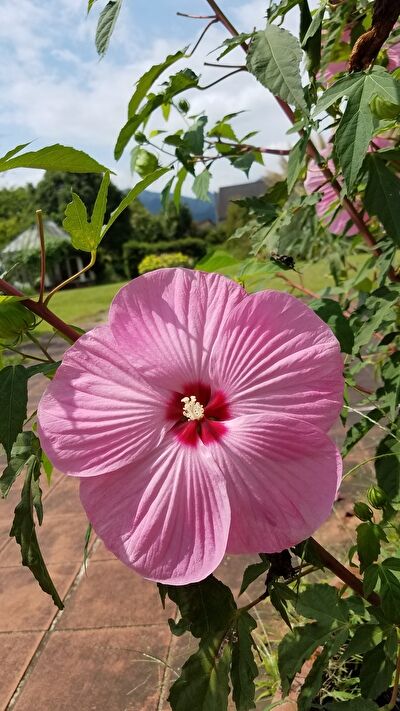 dFGjGZJJwlywsOM1631777485