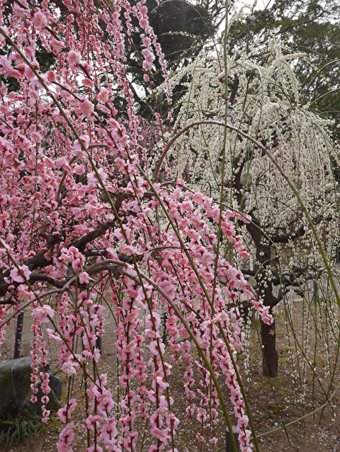 wpFhOPS3kXetybB1582354688