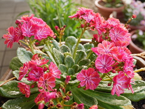 fSaAqqWsFniAicj1588580966