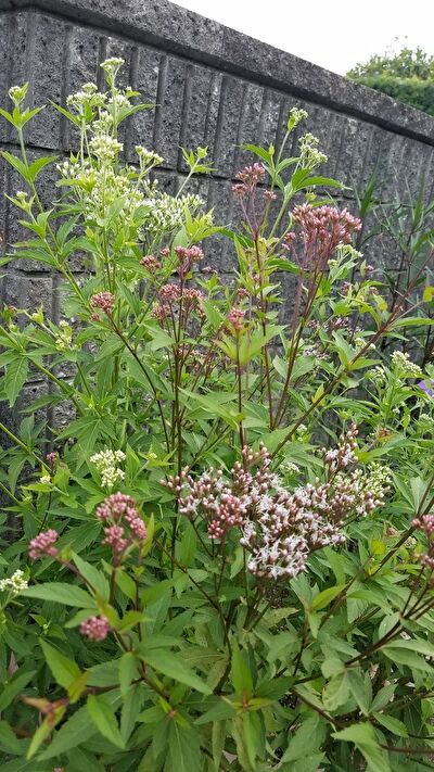 OFcC9M3GXkQsOmb1632525267