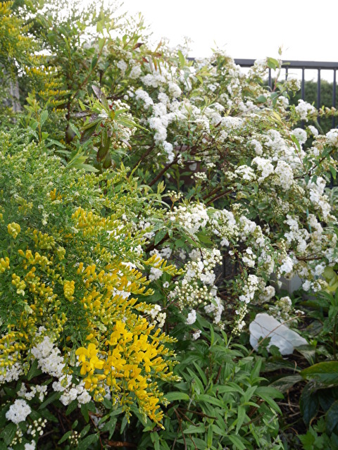 46B75ljIDNPxGpD1587621434