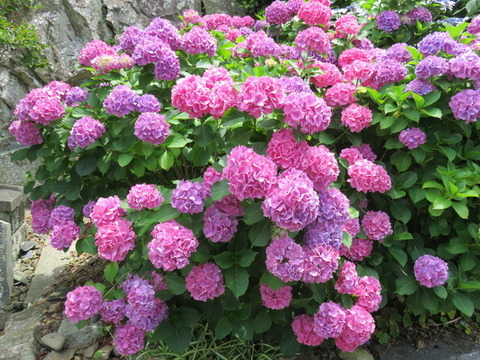 wJOS0LWcIccKJ0L1528375055