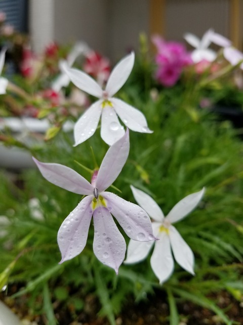 2018051322261926f