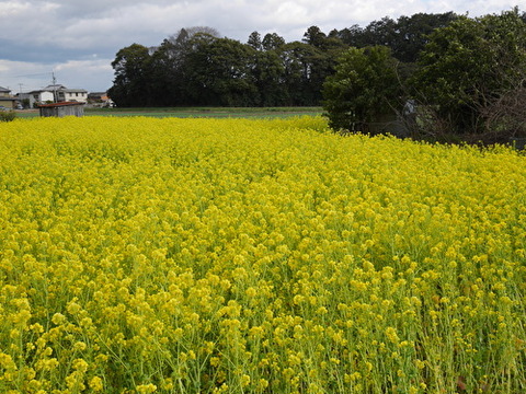 sRGoJZ8XwzawywF1582548605