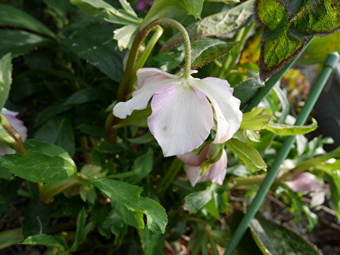 nM27FiZa50y40US1582671689