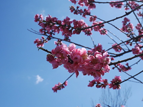 VrzLCLOeSuvCINk1584691884