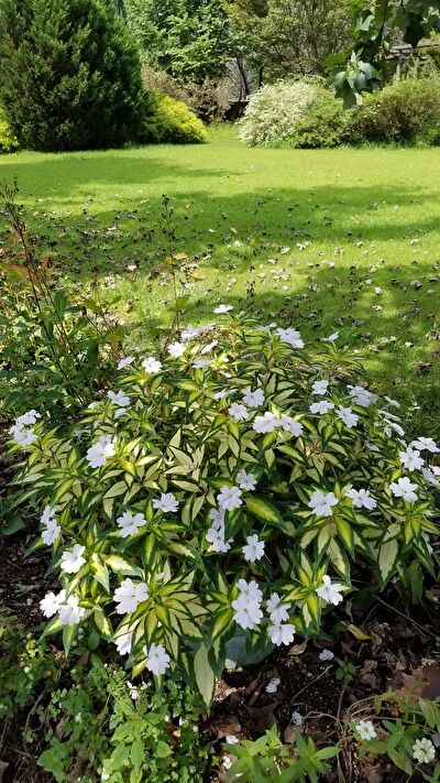 ZFkkdJAr0Pt4VML1631777703