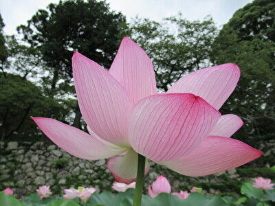 8FUTd0g7g3QGjo21658654613