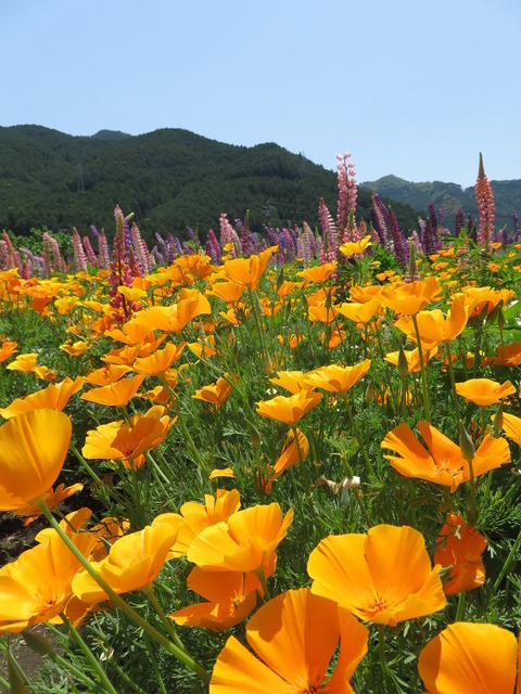 WdpRIar7b5j60Z61525785140