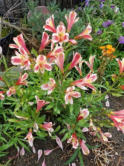 GC9Q4XSNMDM0M8m1623886849