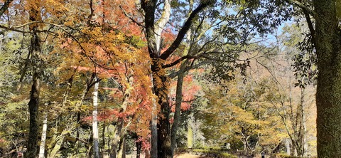 241-224(30-29)奥霧島御池キャンプ場②1125_105454