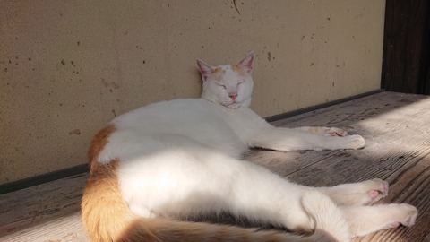 19-16秋月天然酵母パン月の峠637