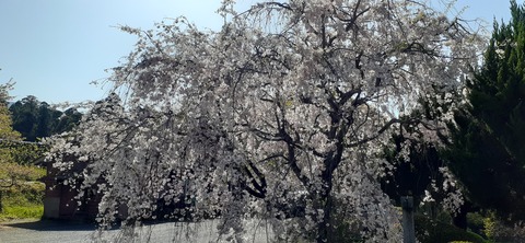 150-1345(49-49)吉井百年公園9_151719