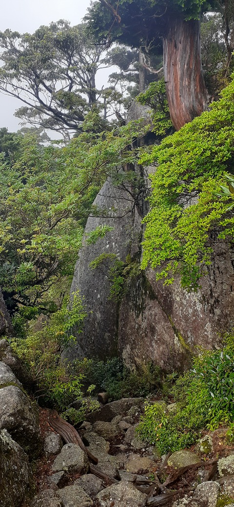 260-241(49-46)宮之浦岳淀川小屋501_083109