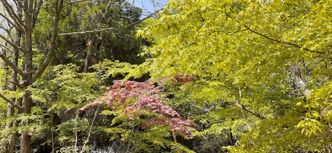 153-138(52-52)マゼノ 甲の瀬キャンプ村430_113932