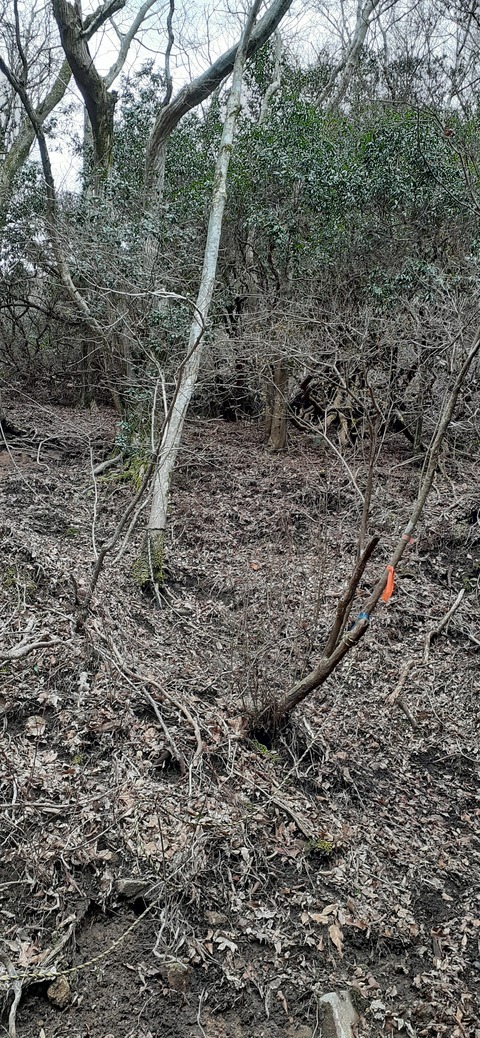 251-232(40-37)伽藍岳ゲリラキャン303_112111