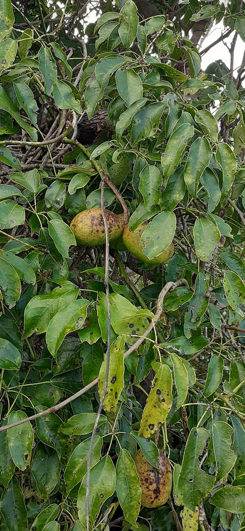 231-214(20-19)牛斬山1001_155901