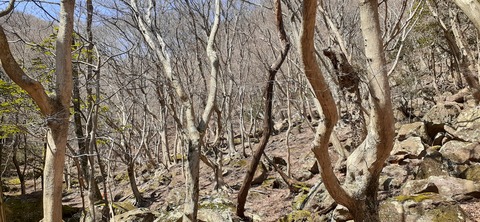 251-232(40-37)伽藍岳ゲリラキャン303_114744